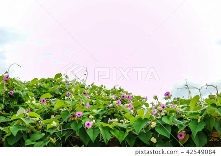 Elephant Creeper, Silver Morning-glory flower Elephant Creeper, Silver Morning-glory flower 42549084