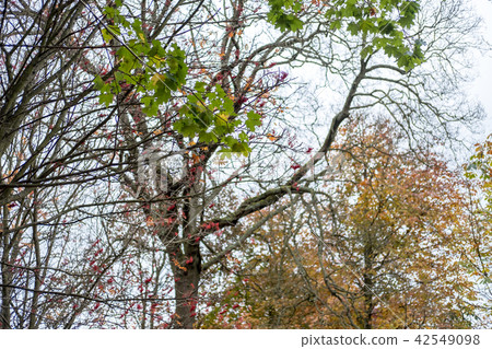 Tree Branch with yellow and green leaves Tree Branch with yellow and green leaves 42549098