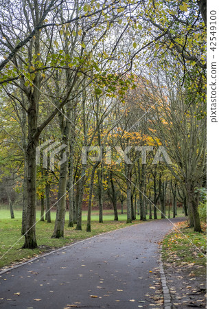 Tree Branch with yellow and green leaves 42549100