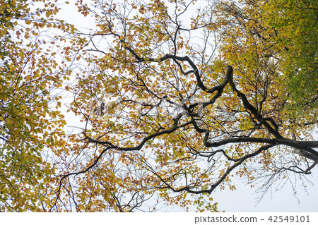 Tree Branch with yellow and green leaves Tree Branch with yellow and green leaves 42549101