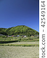 Fresh green is a village rural area 42549164