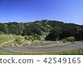 Terraced rice paddled with water 42549165