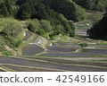 Terraced rice paddled with water 42549166