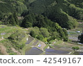 Terraced rice paddled with water 42549167