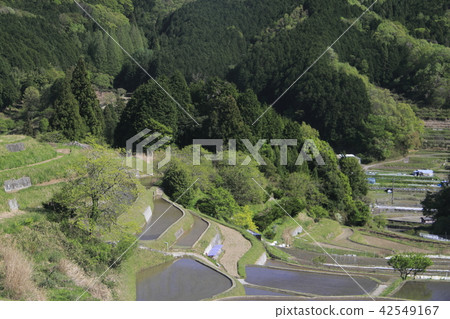 Terraced rice paddled with water Terraced rice paddled with water 42549167