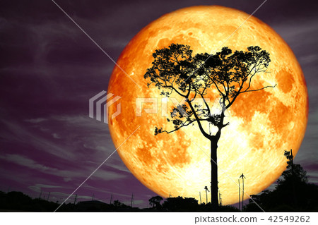 super full blood moon back silhouette tree and sky - Stock Illustration ...
