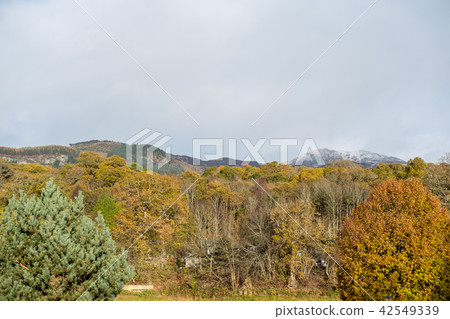 Scenic view of mountain, forest Scenic view of mountain, forest 42549339