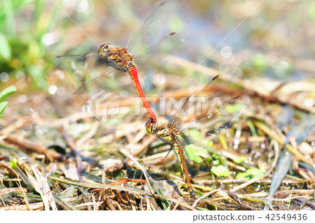 Akiakane（水產卵） 42549436