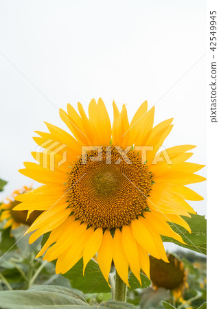 白色天空和向日葵 42549945