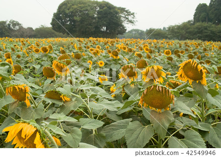 沮喪的向日葵 42549946