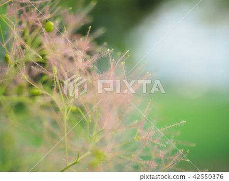 煙樹 42550376