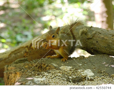 Two Honglis during meal Two Honglis during meal 42550744