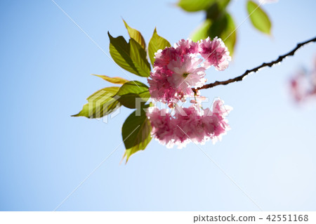 Seosan Moonseo's double cherry blossoms Seosan Moonseo's double cherry blossoms 42551168