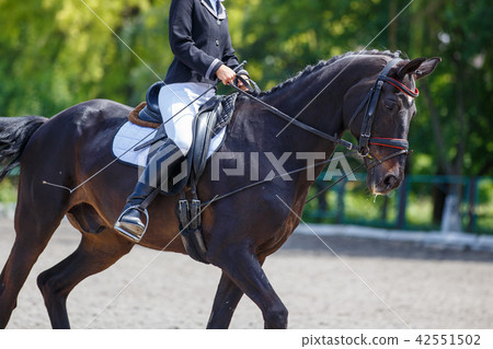 Young girl riding horse on equestrian competition Young girl riding horse on equestrian competition 42551502