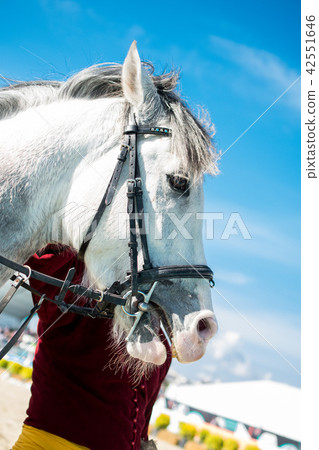 head of a horse with partial harness in view head of a horse with partial harness in view 42551646
