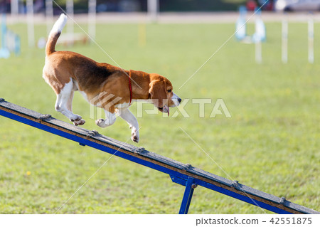 Dog go down on dog walk obstacle in agility trial 42551875