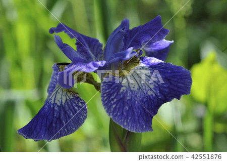 Flower series 42551876