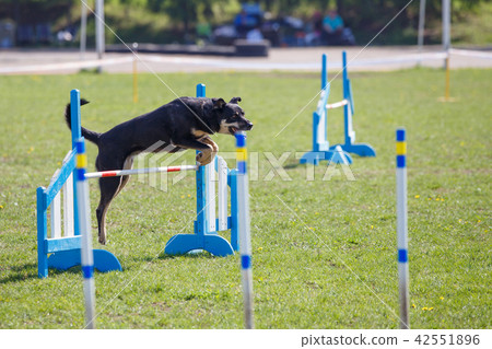 Dog jumping over hurdle in agility competition 42551896
