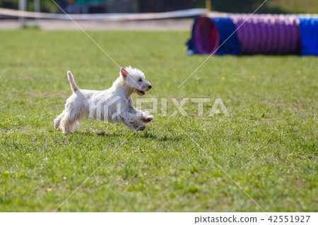 Running dog on its course in agility competition 42551927