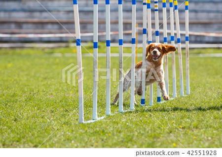 Dog at the slalom in agility competition Dog at the slalom in agility competition 42551928