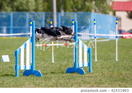 Dog jumping over hurdle in agility competition Dog jumping over hurdle in agility competition 42551963
