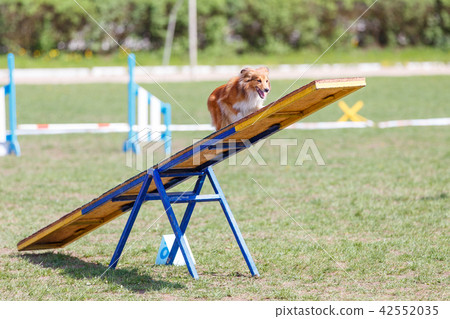 Dog on the seesaw obstacle in agility competition Dog on the seesaw obstacle in agility competition 42552035