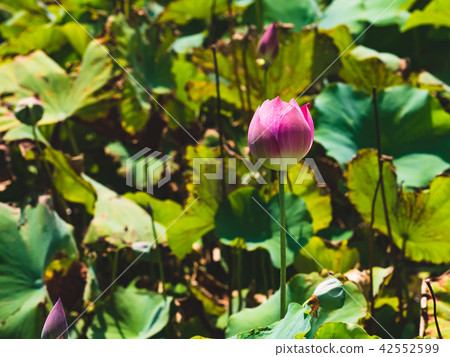 blooming lotus  42552599