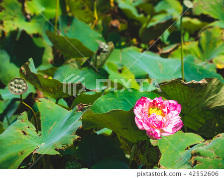 blooming lotus blooming lotus 42552606