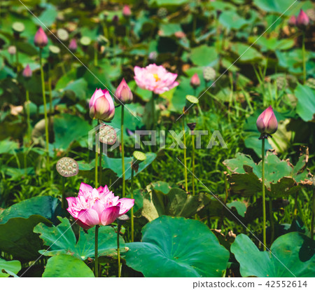 blooming lotus blooming lotus 42552614
