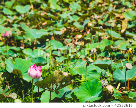 blooming lotus blooming lotus 42552615