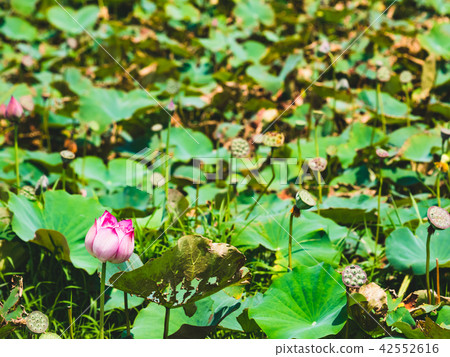 blooming lotus blooming lotus 42552616