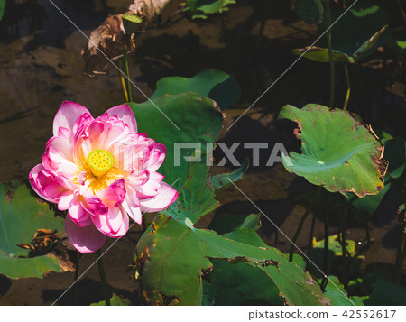 blooming lotus  42552617