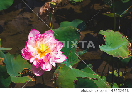 blooming lotus blooming lotus 42552618