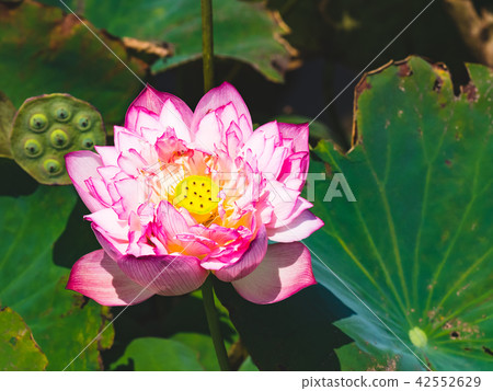 blooming lotus blooming lotus 42552629