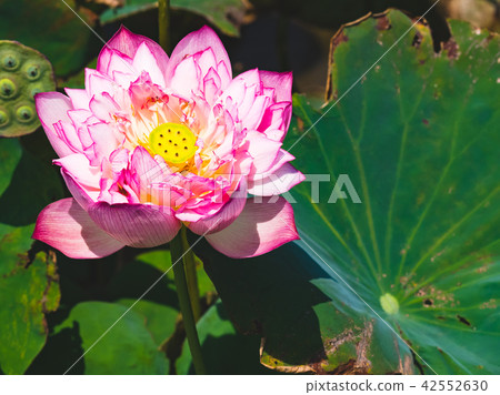 blooming lotus blooming lotus 42552630