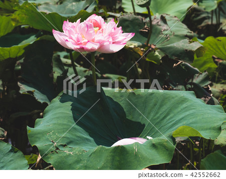 blooming lotus blooming lotus 42552662