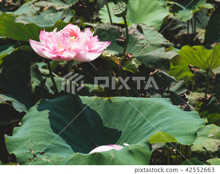 blooming lotus  42552663