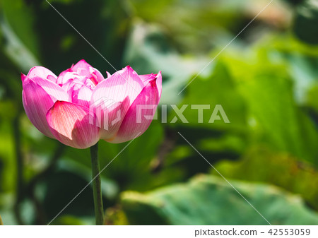 blooming lotus blooming lotus 42553059