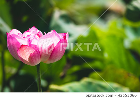 blooming lotus blooming lotus 42553060