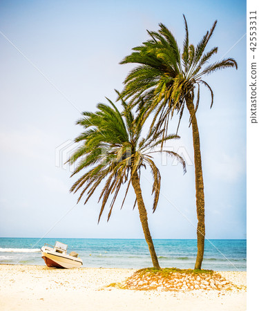 palm trees on white sand beach and powerboat 42553311