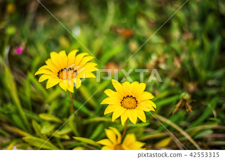 Defocus beautiful floral background Defocus beautiful floral background 42553315