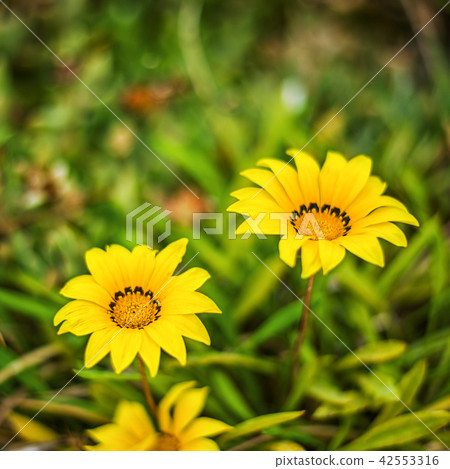 Defocus beautiful floral background 42553316