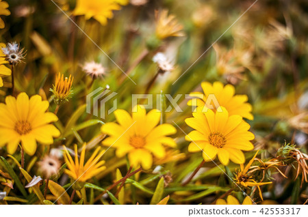 Defocus beautiful floral background Defocus beautiful floral background 42553317