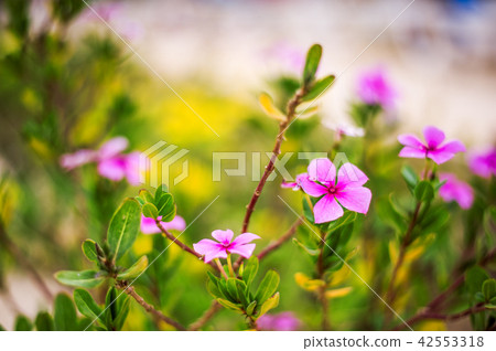 Defocus beautiful floral background 42553318