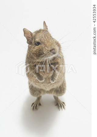 Standing on Degu 42553934