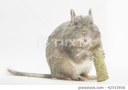 Degu Blue Pied餐 Degu Blue Pied餐 42553938