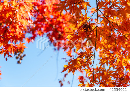 Autumn leaves with clear sky background Autumn leaves with clear sky background 42554021