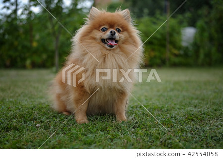 Pomeranian on the lawn near the house Pomeranian on the lawn near the house 42554058