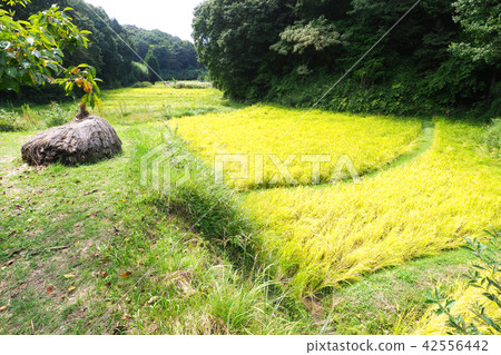Yato landscape in autumn 42556442