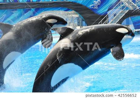 Aquarium orcas killerwhale Aquarium orcas killerwhale 42556652